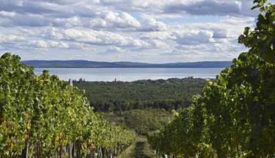 Csopakon &eacute;s Balatonf&uuml;reden is megjelent a szőlő aranysz&iacute;nű s&aacute;rgas&aacute;ga