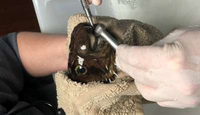 Ilyet m&eacute;g nem l&aacute;tt&aacute;l - Ilyen t&uuml;relmesen viseli a g&ouml;mbhal a fog&aacute;szati beavatkoz&aacute;st