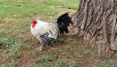 Oscar-d&iacute;jra jel&ouml;lt&eacute;k a b&eacute;k&eacute;scsabai Sanyi kakasr&oacute;l sz&oacute;l&oacute; dokumentumfilmet