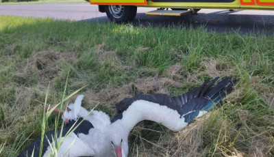 A mentők senkit sem hagynak mag&aacute;ra - Elg&aacute;zolt g&oacute;ly&aacute;t mentettek a magyar mentős&ouml;k