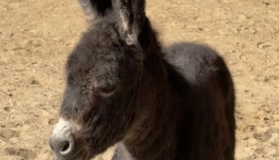 Napi cuki - T&uuml;nd&eacute;ri csacsi sz&uuml;letett a Veszpr&eacute;mi &Aacute;llatkertben - VIDE&Oacute;