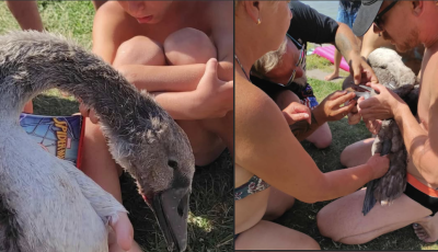 F&uuml;rdőzők seg&iacute;tettek egy bajbajutott kishatty&uacute;n - Vide&oacute;n az &ouml;r&ouml;mteli hazat&eacute;r&eacute;s