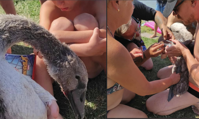 F&uuml;rdőzők seg&iacute;tettek egy bajbajutott kishatty&uacute;n - Vide&oacute;n az &ouml;r&ouml;mteli hazat&eacute;r&eacute;s
