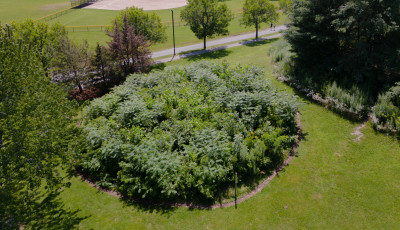 &Uacute;j minierdő sz&uuml;letett Veszpr&eacute;mben - 1000 n&ouml;v&eacute;nyt &uuml;ltettek el egy nap alatt