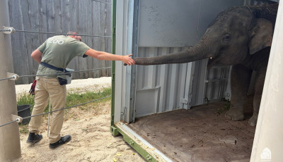 Meg&eacute;rkezett Samu a Veszpr&eacute;mi &Aacute;llatkertbe