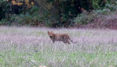 Ritka vadmacsk&aacute;t fot&oacute;ztak Tapolca k&ouml;zel&eacute;ben