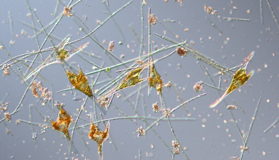 Z&ouml;ld&uuml;l a Balaton nyugati fele