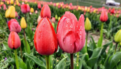 P&eacute;nteken kezdődik a tulip&aacute;nsz&uuml;ret a Kőr&ouml;shegyen