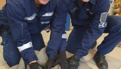 Bajba jutott g&eacute;met mentettek a rendőr&ouml;k Ajk&aacute;n