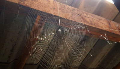 P&oacute;kh&aacute;l&oacute;k miatt gy&uacute;jtotta fel balatoni nyaral&oacute;j&aacute;t a tulaj Veszpr&eacute;m v&aacute;rmegy&eacute;ben