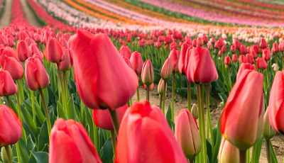 Kitűzt&eacute;k a 2026-os kőr&ouml;shegyi tulip&aacute;nsz&uuml;ret időpontj&aacute;t