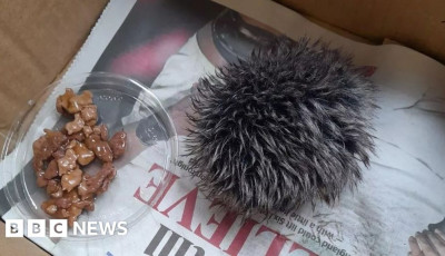 Azt hitte s&uuml;ni, de csak egy sapkabojtot mentett meg