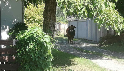 Kit&ouml;rt a teheraut&oacute;b&oacute;l &eacute;s megindult - Veszpr&eacute;mi bika okozott felfordul&aacute;st Sz&eacute;kesfeh&eacute;rv&aacute;ron