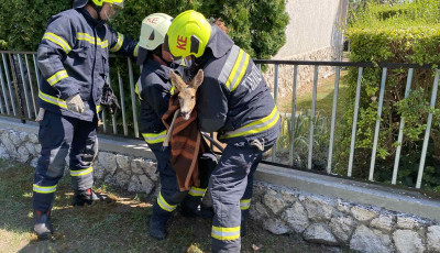 Ker&iacute;t&eacute;sbe szorult őzik&eacute;t szabad&iacute;tottak ki a tűzolt&oacute;k a Balatonn&aacute;l