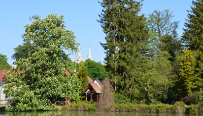 F&eacute;l &eacute;vre bez&aacute;r a Zirci Ciszterci Arbor&eacute;tum egy vesz&eacute;lyes gombabetegs&eacute;g miatt