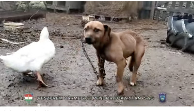 &Aacute;llatk&iacute;nz&oacute;kat fogtak egy bakonyi kistelep&uuml;l&eacute;sen-VIDE&Oacute;