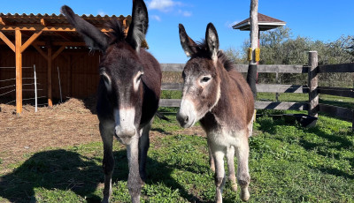 Samu &eacute;s F&uuml;ge &uacute;j otthonra tal&aacute;ltak a Balaton-felvid&eacute;ki Nemzeti Parkban