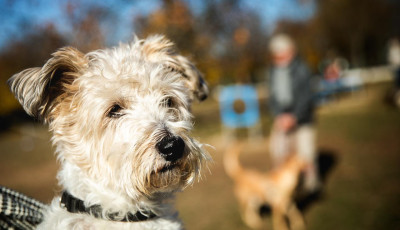 Kuty&aacute;sok figyelem: kutyafuttat&oacute;val bőv&uuml;lt a Bar&aacute;ts&aacute;g-park