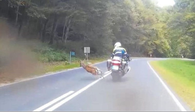 Vide&oacute;n, ahogy &eacute;pphogy elker&uuml;li a vadbalesetet egy motorosrendőr