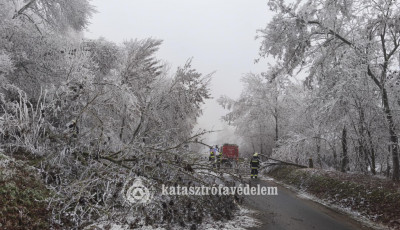 Rengeteg fa dőlt ki a r&aacute; nehezedő z&uacute;zmar&aacute;t&oacute;l a Veszpr&eacute;m megyei utakon
