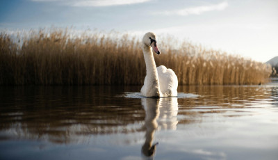 Kevesebb b&uuml;tyk&ouml;s hatty&uacute; &uacute;szik a Balatonon, mint az elm&uacute;lt t&iacute;z &eacute;vben b&aacute;rmikor