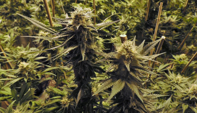 Az eur&oacute;paiak t&ouml;bb mint fele t&aacute;mogatn&aacute; a marihu&aacute;na legaliz&aacute;l&aacute;s&aacute;t