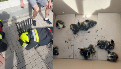 10 kicsi kacs&aacute;t mentettek ki a tűzolt&oacute;k a csatorn&aacute;b&oacute;l