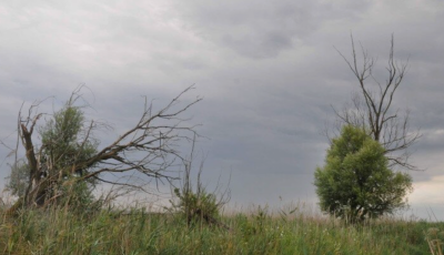 Titkok &eacute;s csod&aacute;k a berek m&eacute;ly&eacute;n