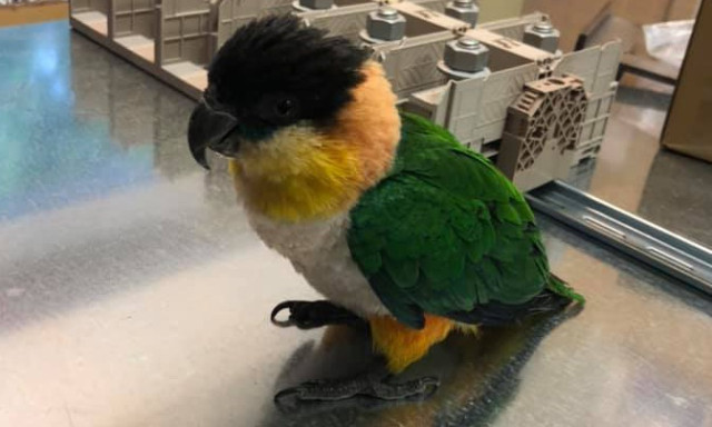 Napi cuki &ndash; Meglett a veszpr&eacute;mi műhelybe ber&ouml;ppent papag&aacute;j gazdija