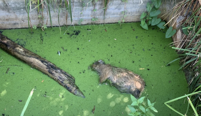 Senki sem hajland&oacute; elsz&aacute;ll&iacute;tani a v&iacute;zbe fulladt vadmalac tetemet a Balatonn&aacute;l