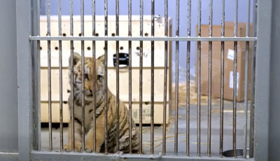 Kistigris miatt riasztott&aacute;k a főv&aacute;rosi &aacute;llatkertet - VIDE&Oacute;