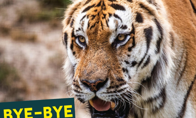 Bye-Bye Sz&aacute;sa! Pestre k&ouml;lt&ouml;z&ouml;tt a Veszpr&eacute;mi &Aacute;llatkert szib&eacute;riai tigrise