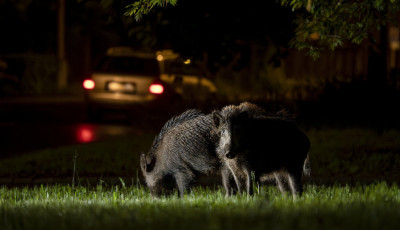 V&eacute;dhetetlen - L&aacute;ncreakci&oacute;s vadbaleset t&ouml;rt&eacute;nt Devecser &eacute;s Noszlop k&ouml;z&ouml;tt