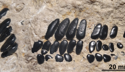 F&eacute;lm&eacute;teres őshalak ker&uuml;ltek elő S&uuml;megen