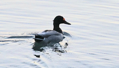 Ny&iacute;llal &aacute;tlőtt fejű kacsa &uacute;szk&aacute;l a Balatonban
