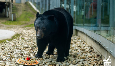 A veszpr&eacute;mi medv&eacute;k j&oacute;slata szerint k&ouml;zeleg a tavasz