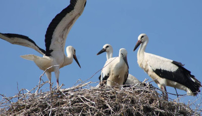 Rekordsz&aacute;m&uacute; g&oacute;lyafi&oacute;k&aacute;t gyűrűztek id&eacute;n - Ebből 253-at Veszpr&eacute;m v&aacute;rmegy&eacute;ben