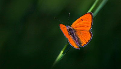 Az &eacute;v lepk&eacute;je 2026-ban a nagy tűzlepke