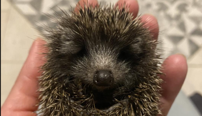 Apr&oacute; s&uuml;nt mentettek a Meki parkol&oacute;n&aacute;l Veszpr&eacute;mben