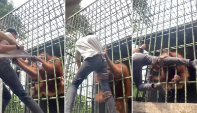 Egy l&aacute;togat&oacute; az &aacute;llatkert korl&aacute;tja m&ouml;g&eacute; ugrott, ezt egy j&oacute; szorongat&aacute;ssal honor&aacute;lta az orangut&aacute;n &ndash; VIDE&Oacute;