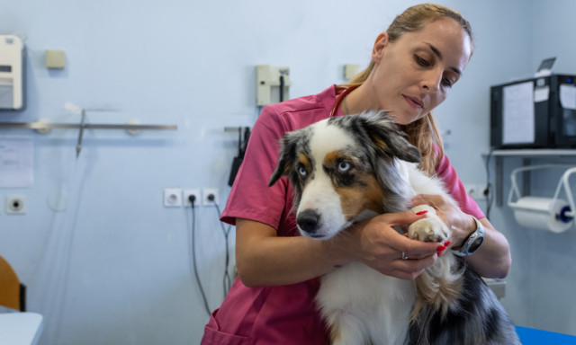 Meghosszabb&iacute;tott esti &aacute;llatorvosi ell&aacute;t&aacute;s indul m&aacute;rcius v&eacute;g&eacute;től Veszpr&eacute;mben