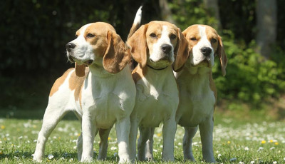 Szombaton tartj&aacute;k az Orsz&aacute;gos Beagle Tal&aacute;lkoz&oacute;t Veszpr&eacute;mben