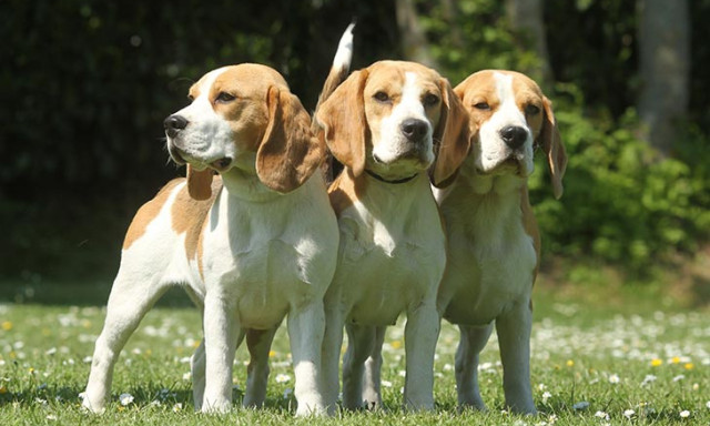Szombaton tartj&aacute;k az Orsz&aacute;gos Beagle Tal&aacute;lkoz&oacute;t Veszpr&eacute;mben