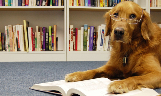 Kuty&aacute;k is j&aacute;rhatnak k&ouml;nyvt&aacute;rba Veszpr&eacute;mben