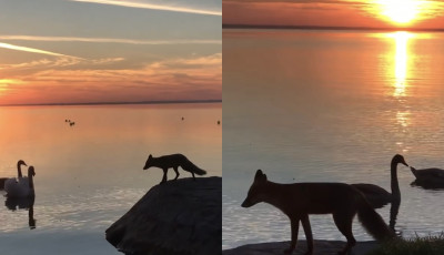 Vuk Balatonf&uuml;reden j&aacute;rt - T&aacute;s&eacute;rt ment, de lehet csak b&eacute;ka lett - VIDE&Oacute;