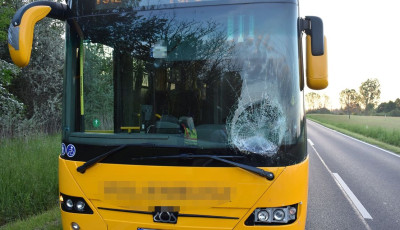 Őz ugrott egy P&aacute;pa fel&eacute; tart&oacute; aut&oacute;busznak