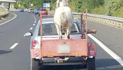 R&ouml;gz&iacute;t&eacute;s n&eacute;lk&uuml;l vitt&eacute;k a lovat egy ut&aacute;nfut&oacute;n az M7-es aut&oacute;p&aacute;ly&aacute;n - VIDE&Oacute;