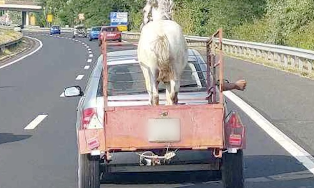 R&ouml;gz&iacute;t&eacute;s n&eacute;lk&uuml;l vitt&eacute;k a lovat egy ut&aacute;nfut&oacute;n az M7-es aut&oacute;p&aacute;ly&aacute;n - VIDE&Oacute;