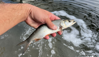 T&ouml;bb mint 16 tonna hal ker&uuml;lt a Balatonba