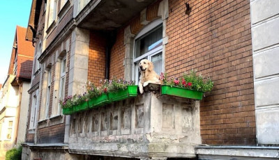 Napi cuki &ndash; Turisztikai l&aacute;tv&aacute;nyoss&aacute;g lett egy goldib&oacute;l